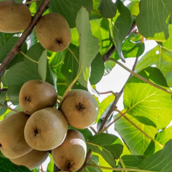 IG Fresh Produce plans to invest Rs 100 Cr in Arunachal Pradesh for Kiwi cultivation