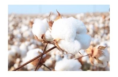 FoodChain ID and IDFL enter global partnership to promote regenerative agriculture and certifications in the textile industry