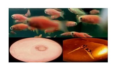 SKUAST researcher successfully breeds Zebrafish