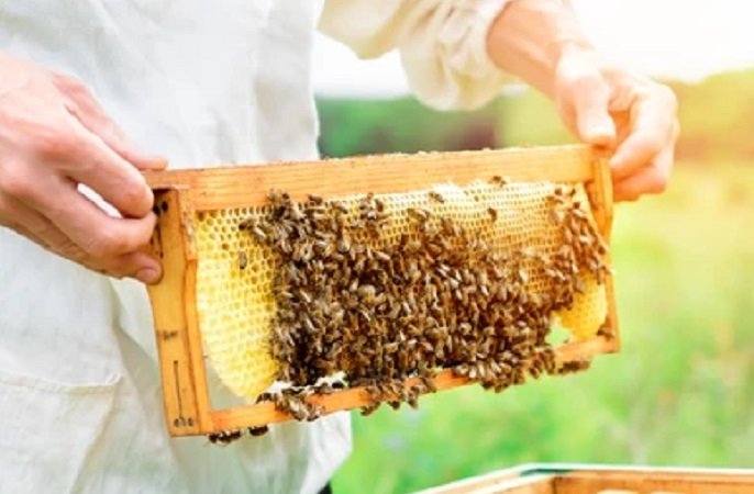 ‘Hive to Home’ calls for holistic development of beekeeping sector