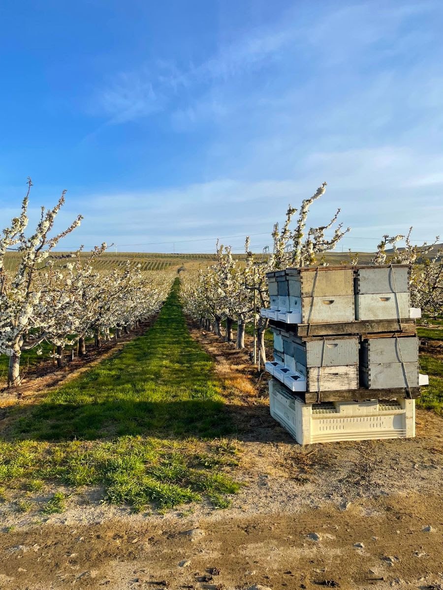 BVT announces its first Stone Fruit Trial in the US Pacific Northwest