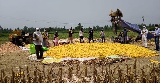 Gram Unnati brings climate compatible agriculture to over 5,000 acres of farmland