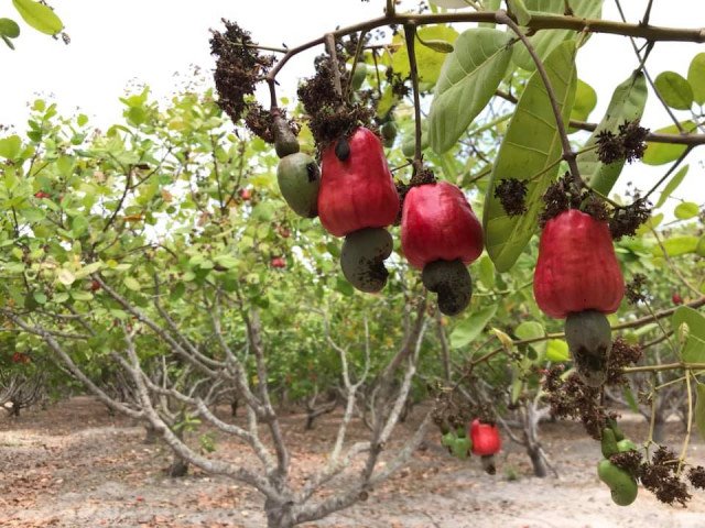 Cambodia plans $1 billion Cashew export every year