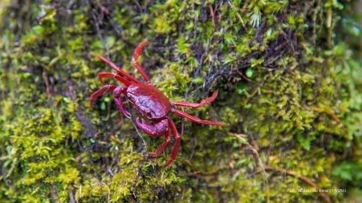Thai scientists discover new species of crab