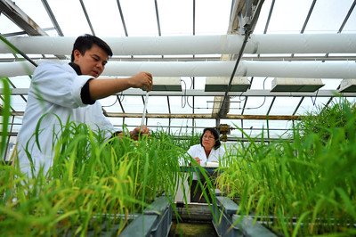 GM crops benefit Southeast Asia