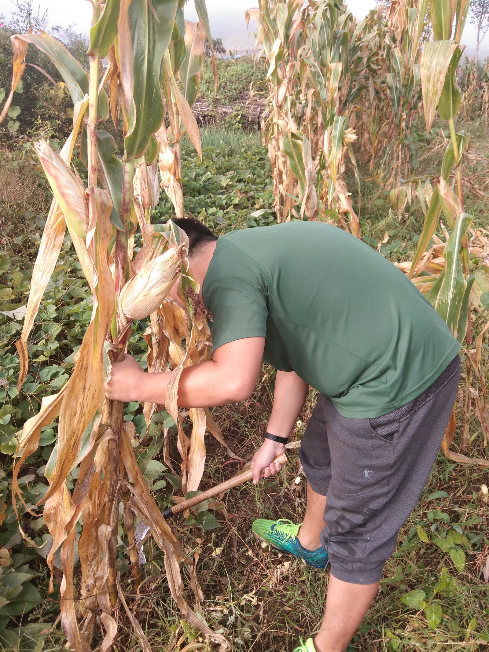 China Expects Bumper Harvest this year