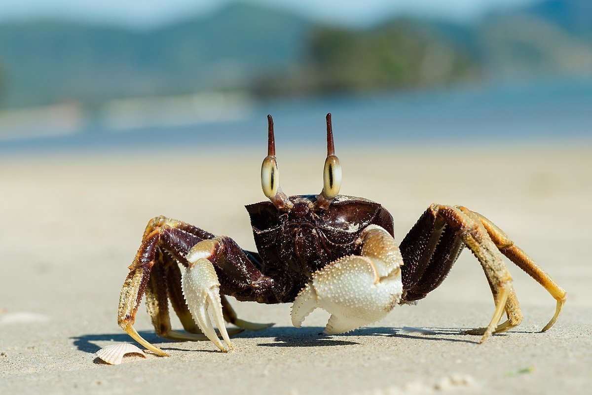 Thailand develops World’s Sea Crab City in Pattani