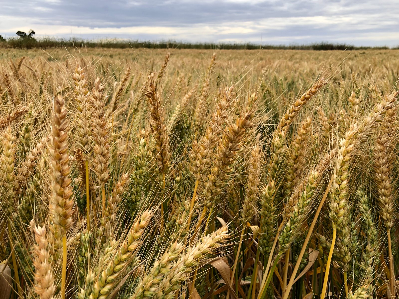 BASF introduces two new varieties of Wheat for 2023 