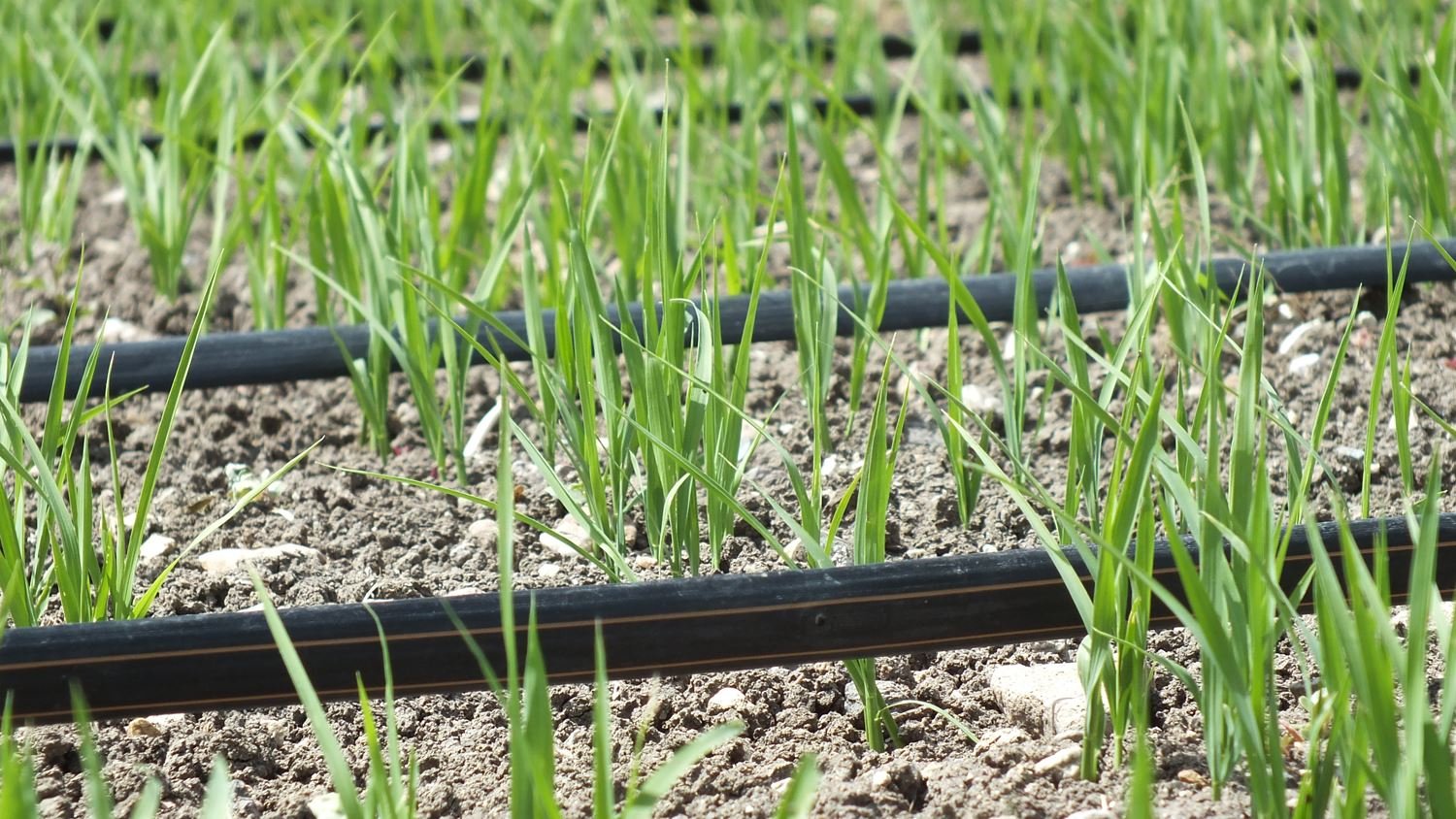 Orbia’s Precision Agriculture Business Netafim Reveals First Carbon Credits Initiative for Global Rice Growers at COP27