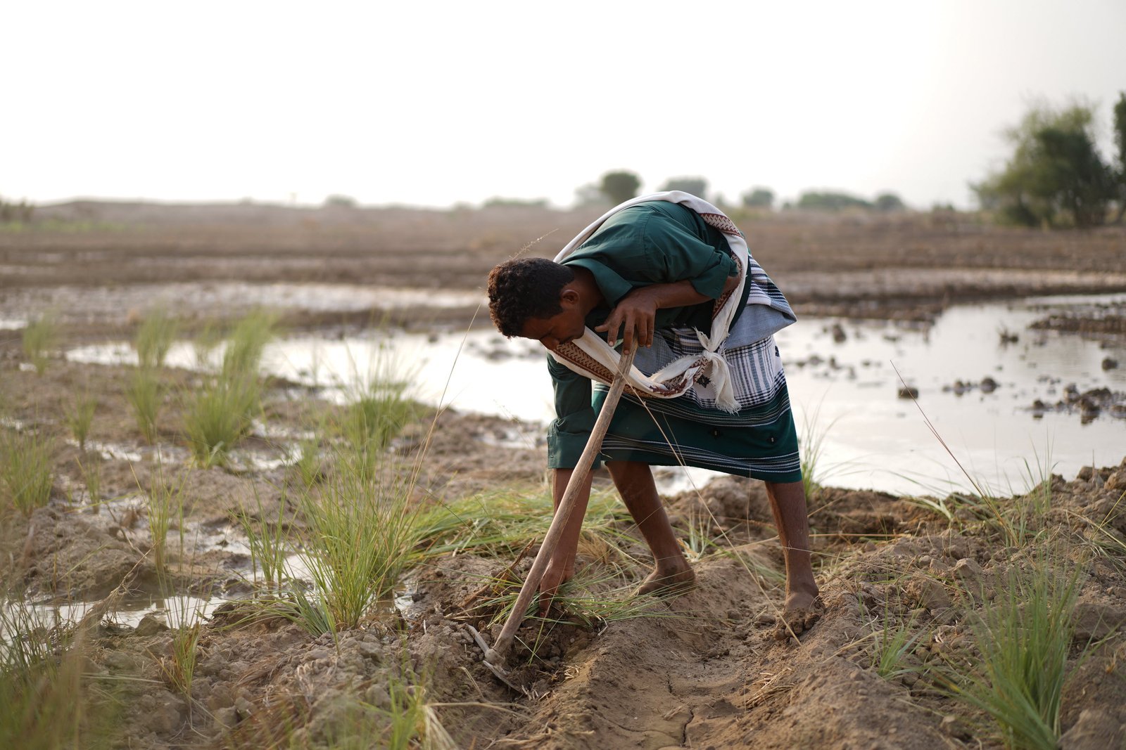 FAO welcomes $150 Mn contribution from the World Bank to address growing food insecurity