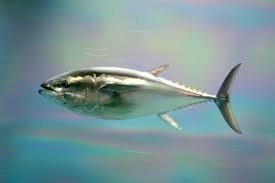 Taiwan US conducts research on Pacific Bluefin tuna