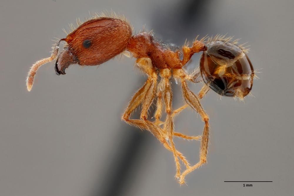 Australian fire ant eradication, threat to biosecurity