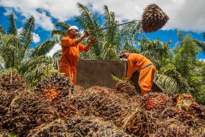 Asian producers would stop palm oil export to EU after a new law