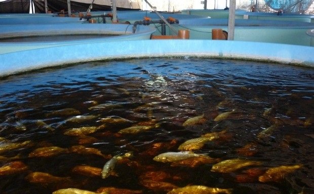 Israel to pilot a project to support pond fishing industry