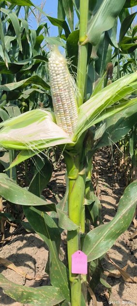 Fresh corn grains from Liaocheng China enter space