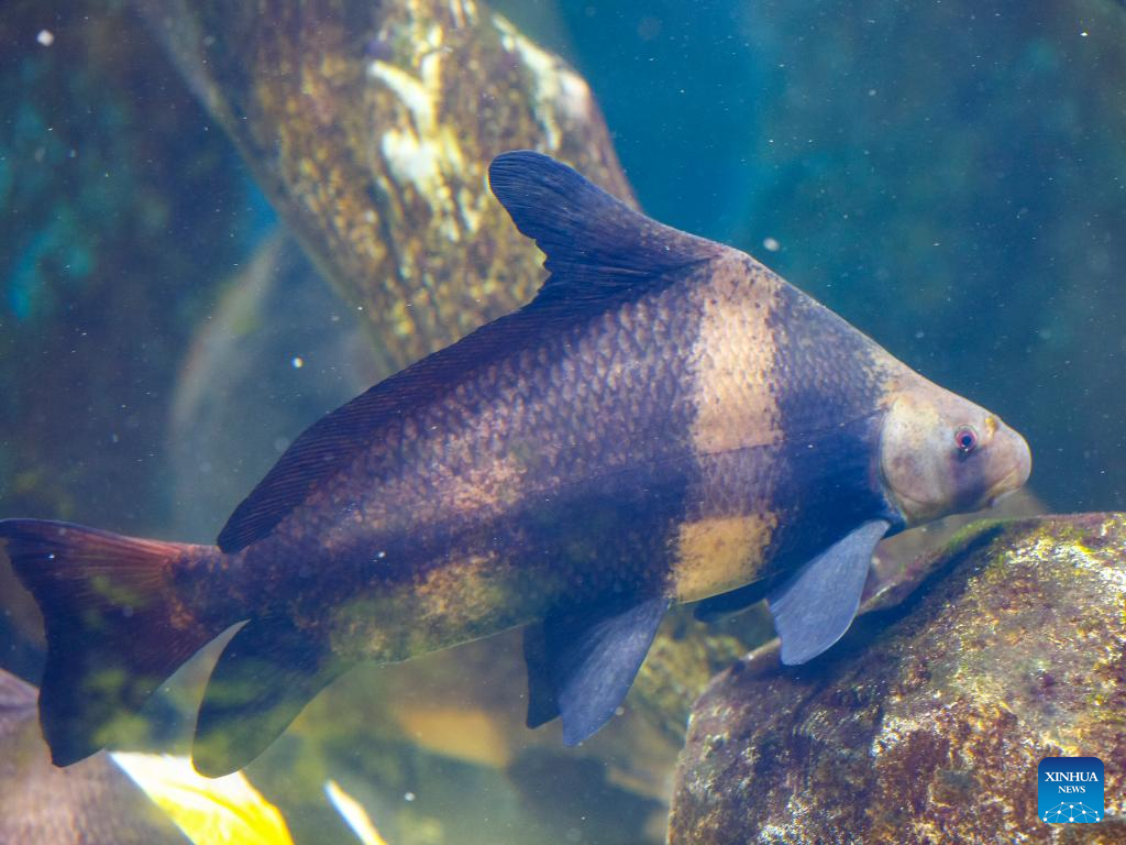 12,000 aquatic species preserve in east China's new protection centre