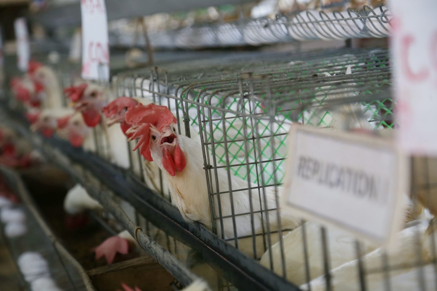 Philippines’s Rizal Province free from avian flu