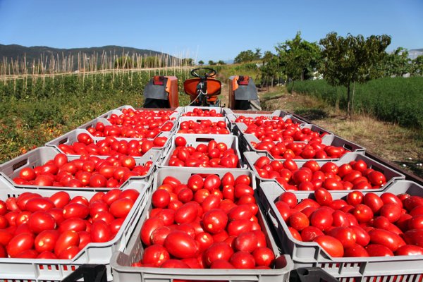 Texas A&M research project aims to enhance tomato yield in Qatar
