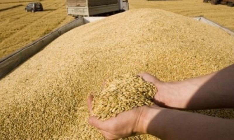 China maintains grain purchase in 2022
