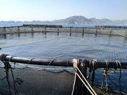 Emirates National Aquaculture plans to increase seabream production