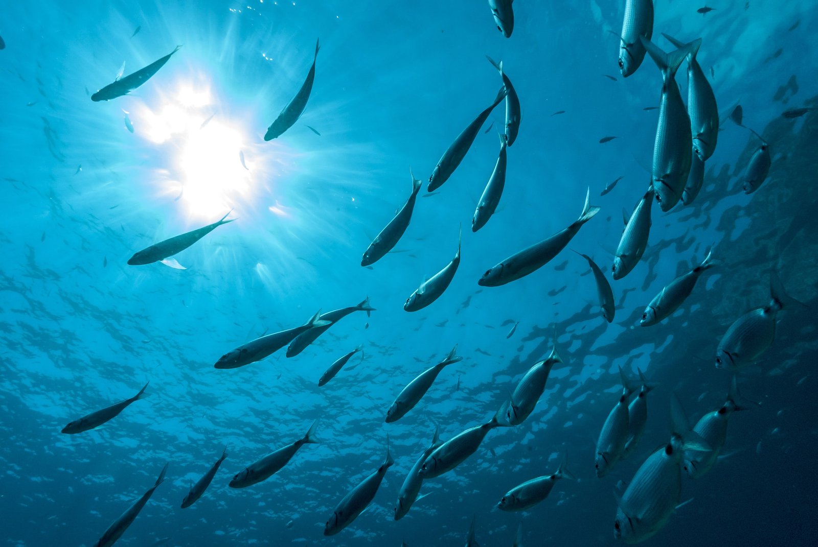 China’s aquafeed production up to 23 Mn tons in 2022