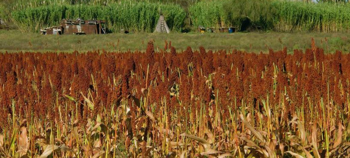 Israel joins the United Nations treaty for the conservation of Genetic Diversity