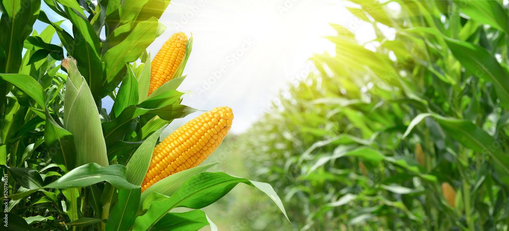 Elicit Plant develops tech platform to improve crop’s endurance to be drought resistant