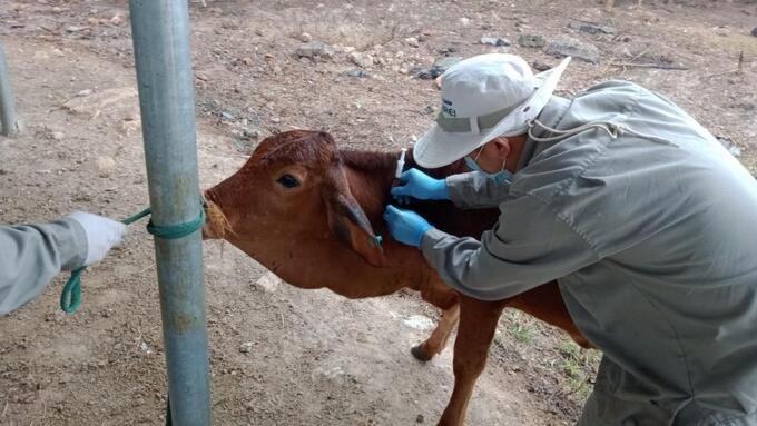 Vietnam develops first indigenous vaccine to prevent dermatomyositis in cattle