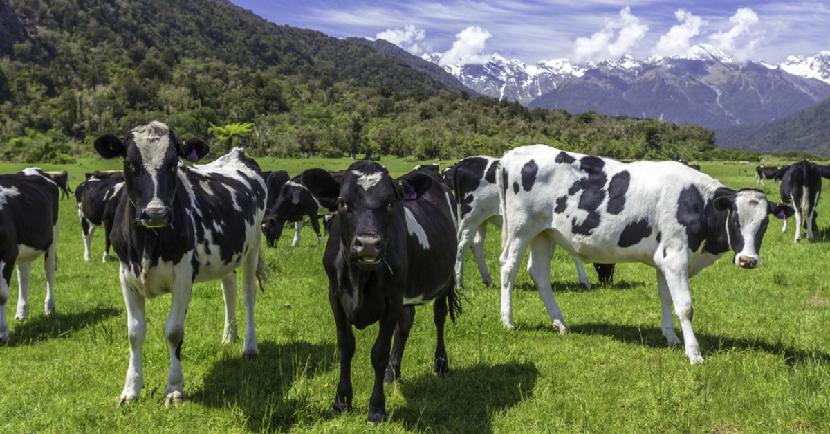 Australia’s Rumin8 enters New Zealand with two cattle trials