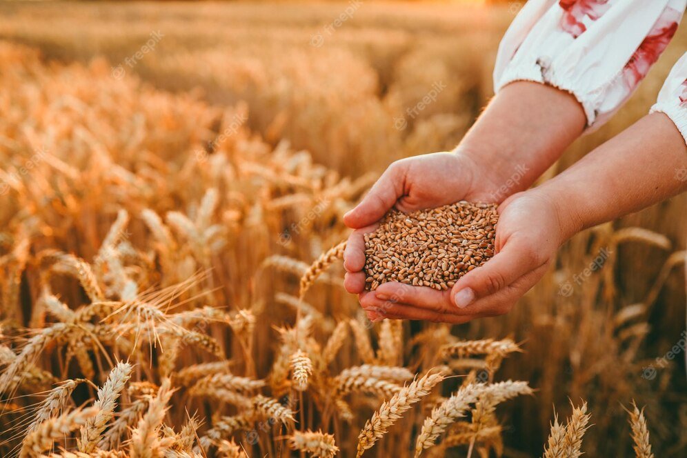 GRDC invests $12.7M to integrate indigenous wheat varieties into Australian agriculture