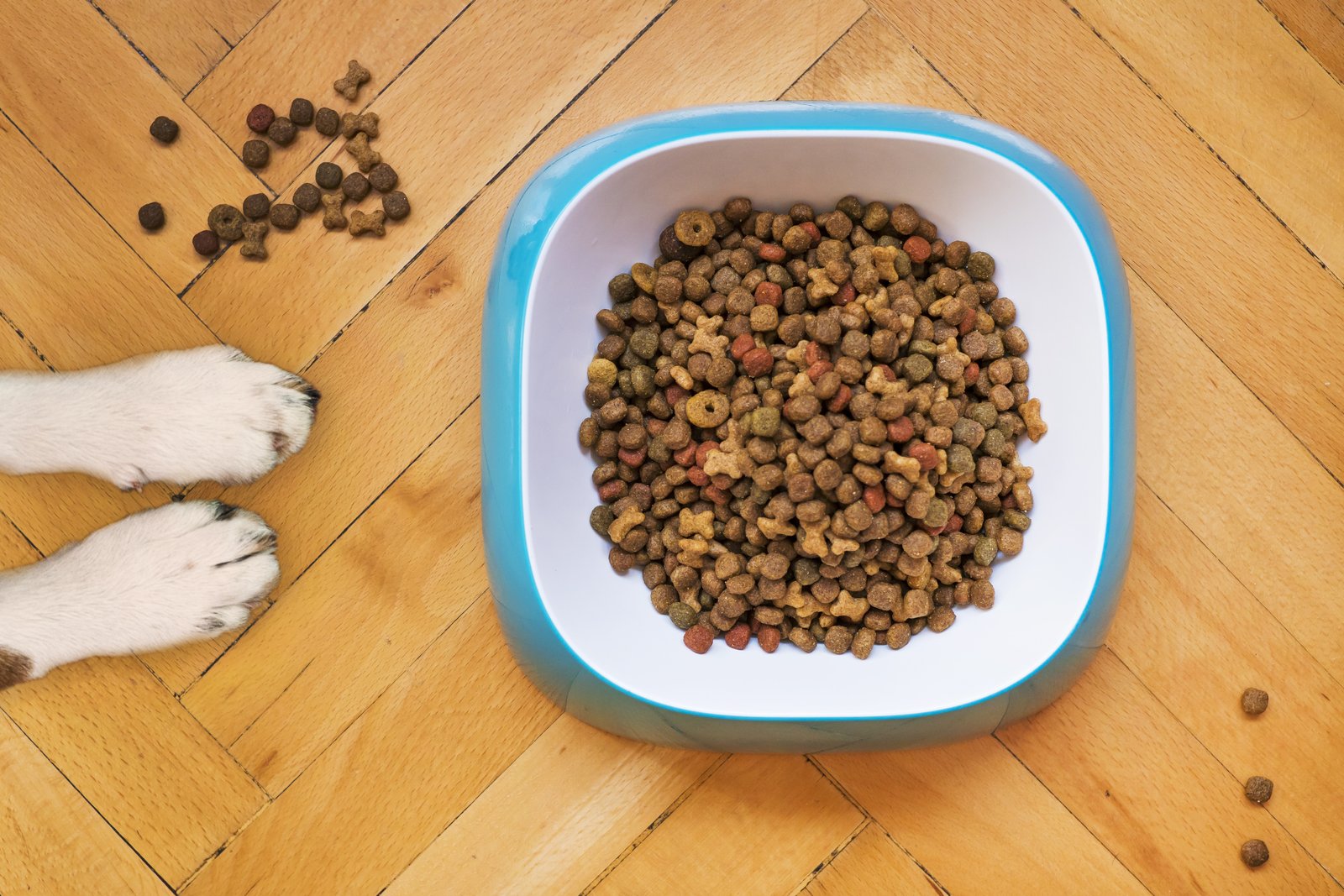 Bioved Pharma extends Ayurvedic science to Animal Health products 