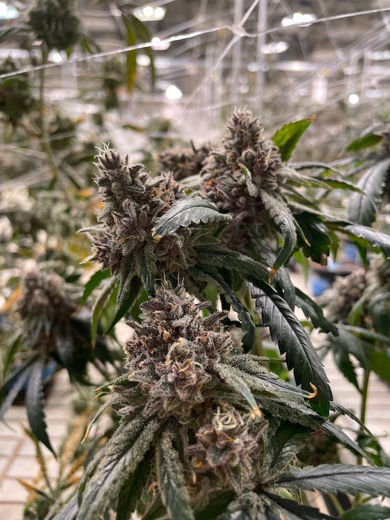 CloneSmart launches Digital Cannabis Genetics Marketplace
