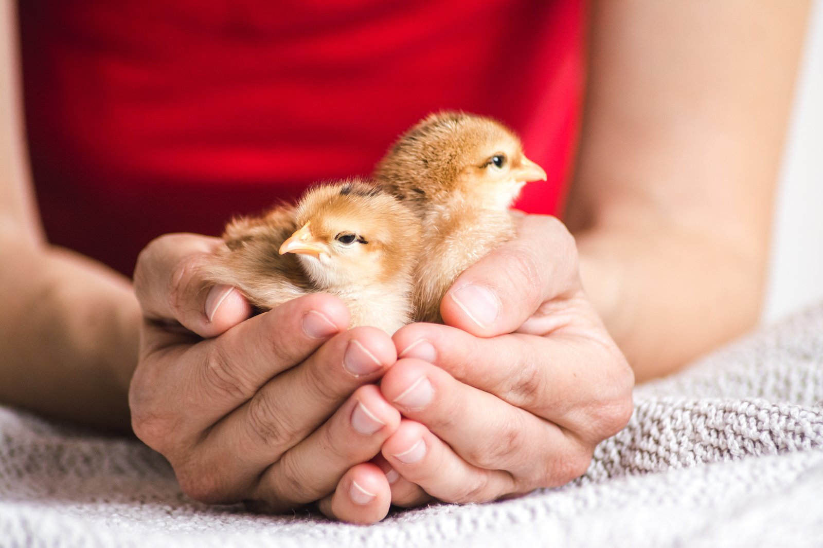 International Poultry Council (IPC) endorses principles to reduce AMR reliance on farm animals
