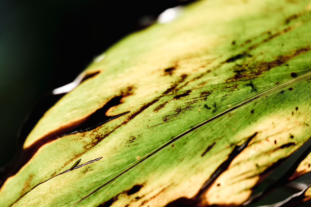 Corteva invents novel breeding technique to combat corn disease in crops