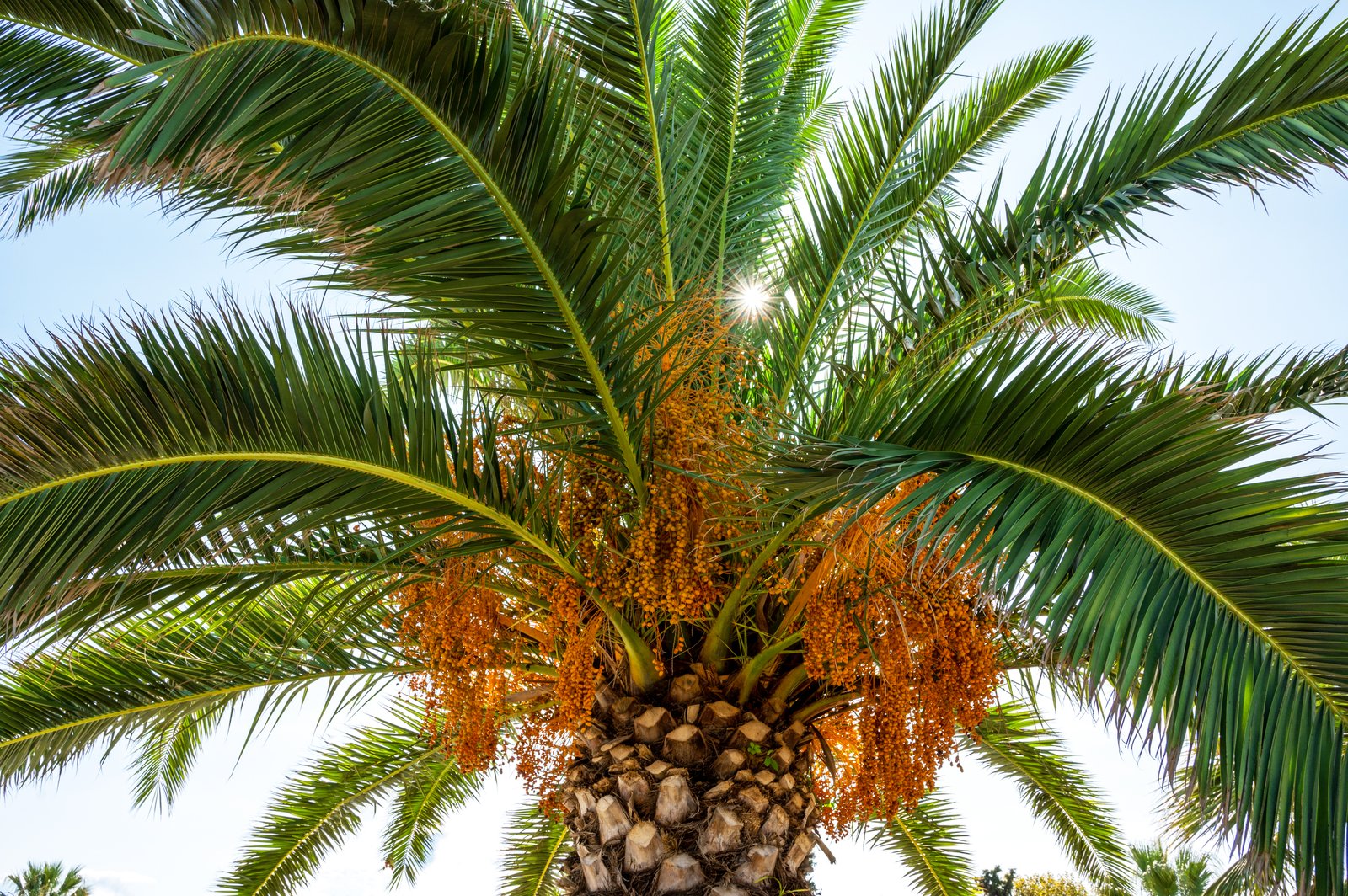 Malaysia to implement initiatives to stabilize crude palm oil prices