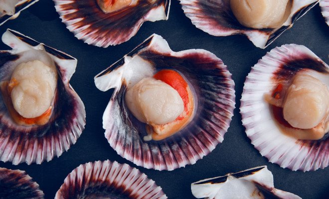 <strong>New Zealand’s</strong> <strong>Coromandel scallop fishery to remain close</strong>