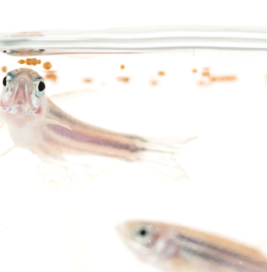 Portugal's SPAROS launches innovative micro diet for Turbot Hatcheries