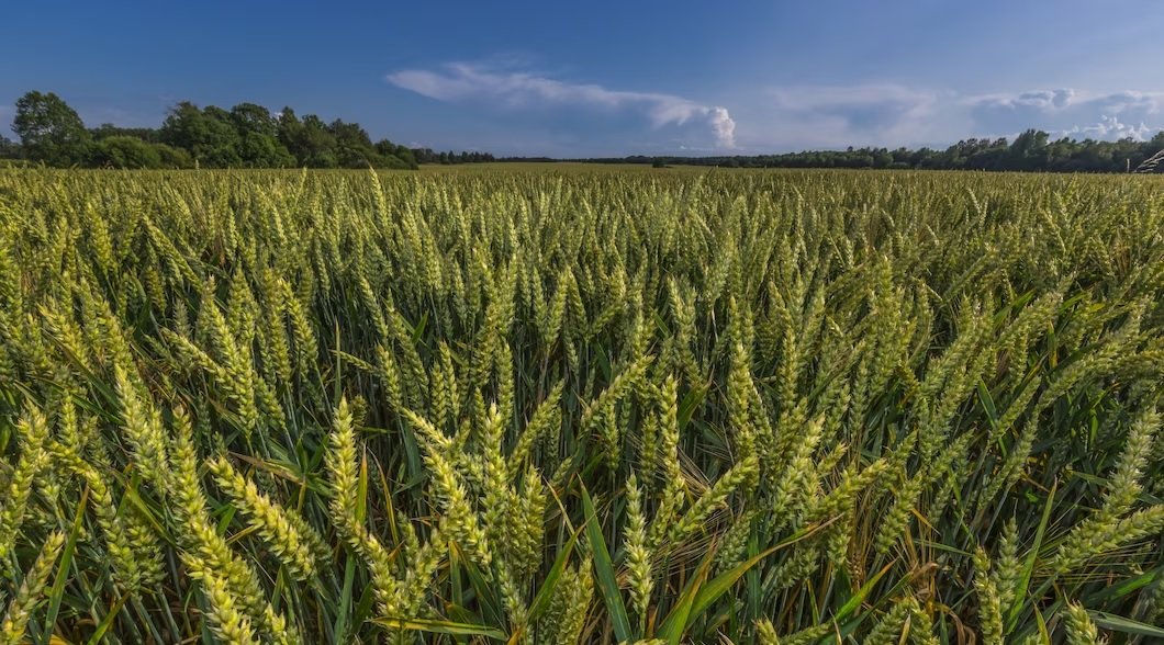 Novel biostimulant seed treatment to boost wheat yields in Europe