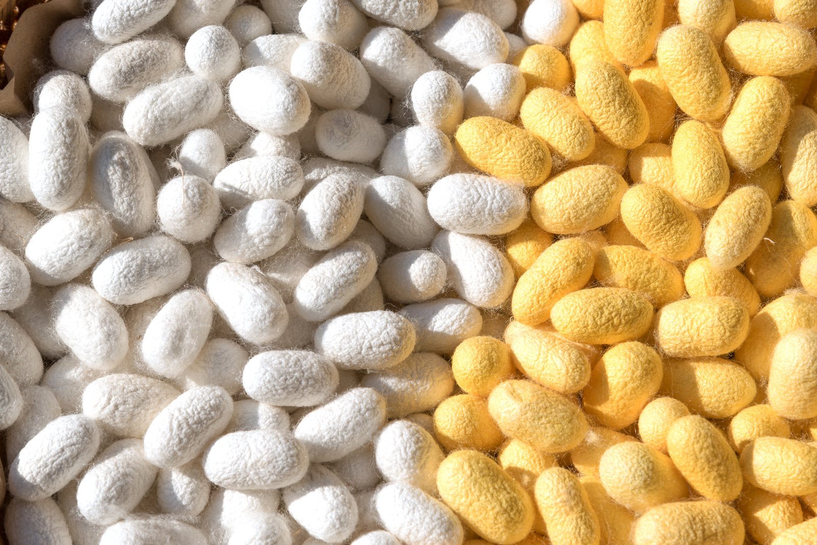 Evonik partners with AMSilk to manufacture sustainable silk proteins