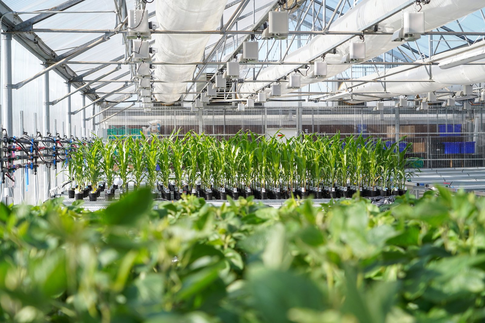 Syngenta, Ginkgo to develop novel plant traits by next-gen seed technology