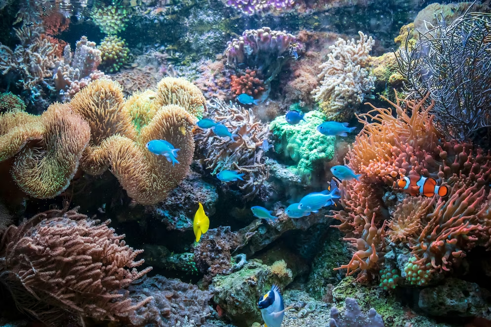 Taiwan's Delta Cooperates to Breed Heat-tolerant Coral