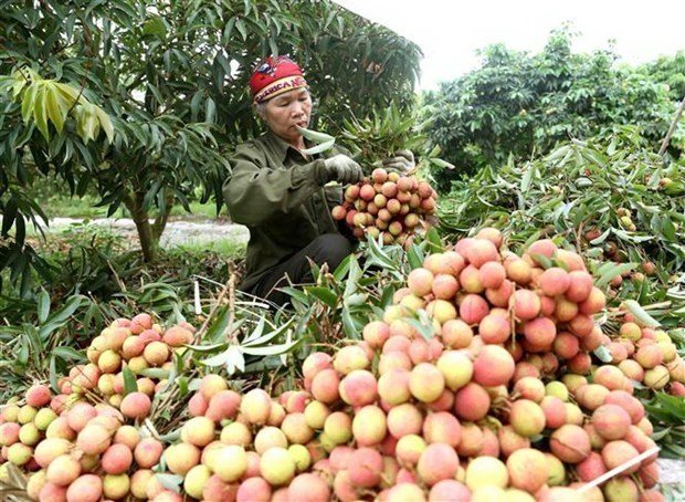 Vietnam’s export of agro-forestry and fishery drops by 14.4 % in March