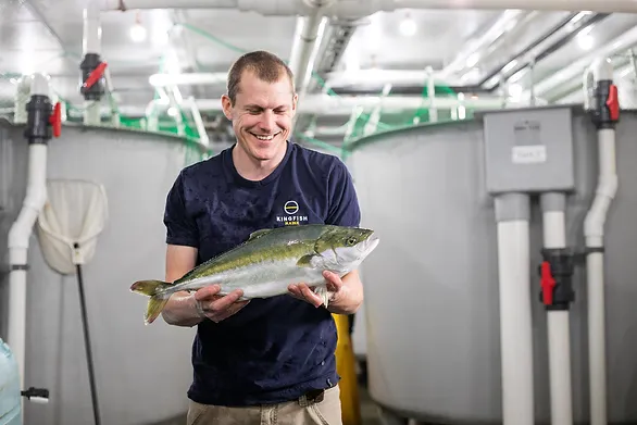 Kingfish Maine to harvest first batch of Dutch Yellowtail