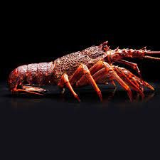 New Zealand cuts catch limits for rock lobster