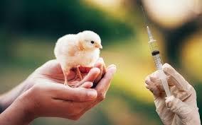 Medgene to leverage platform technology in avian influenza vaccine study