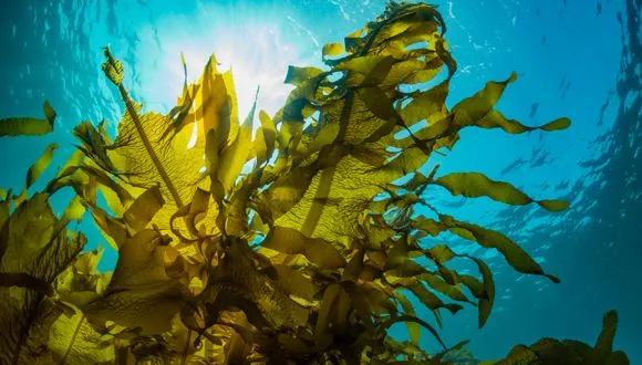 Tel Aviv University develops ‘Super Seaweed’