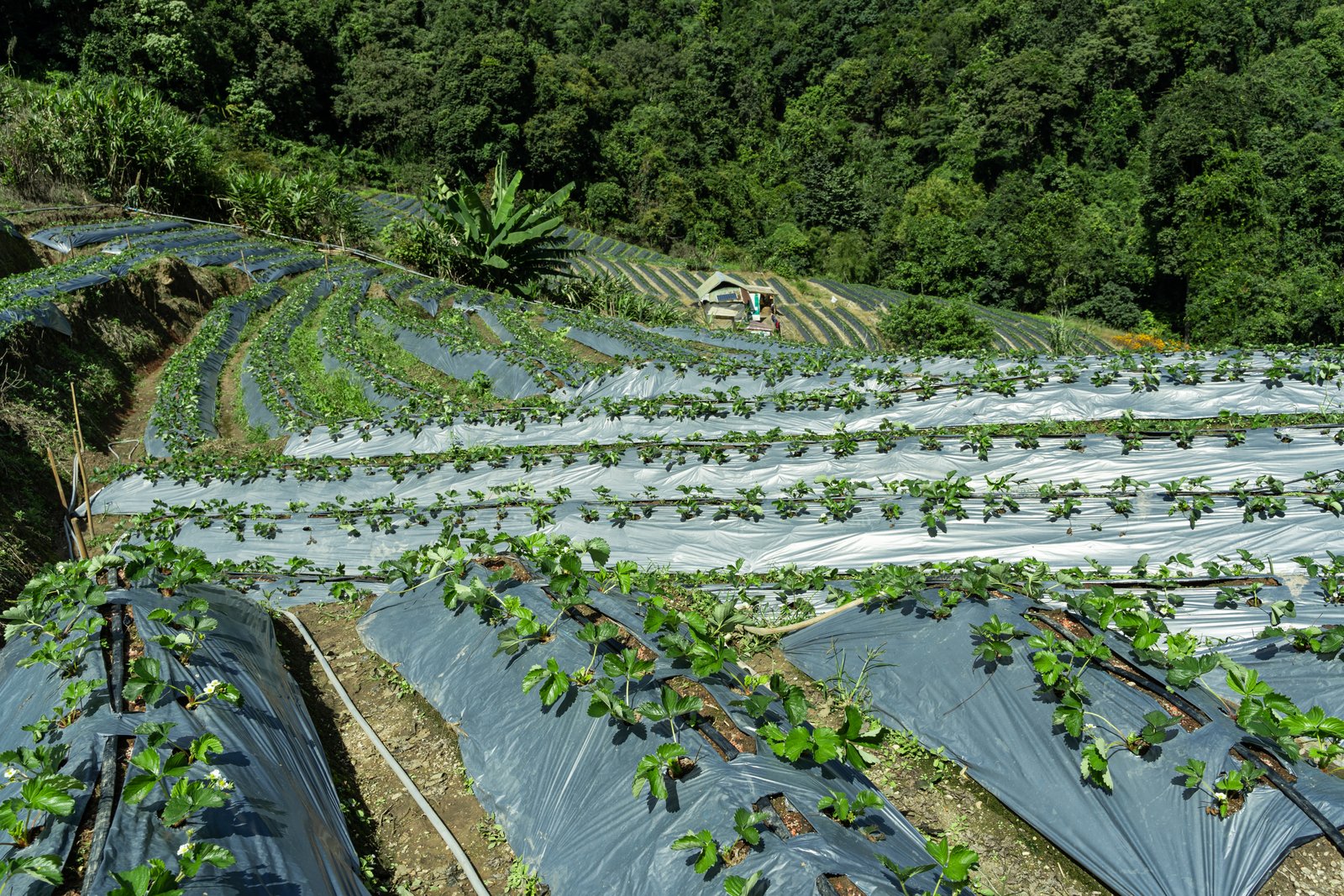 Harpe Bioherbicide advances R&D of natural herbicide portfolio