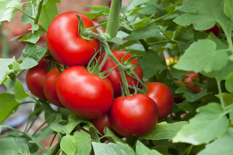 Israeli scientists develop Drought-Resistant tomato variety