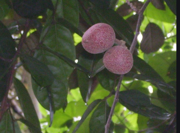 Sweegen's sweet protein Ultratia™ brazzein technology approved for global markets