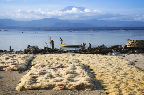 Oceanfarmr, Coast 4C to develop mobile app for seaweed farming